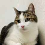 Renton Highlands Pet Clinic