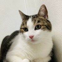 Renton Highlands Pet Clinic ico
