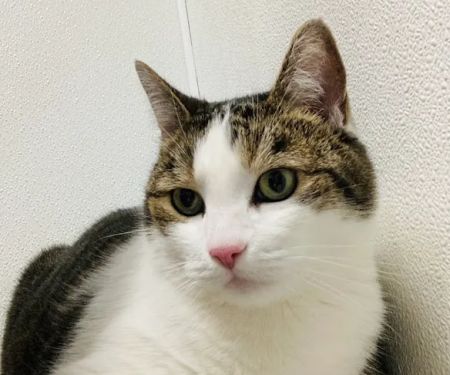 Renton Highlands Pet Clinic