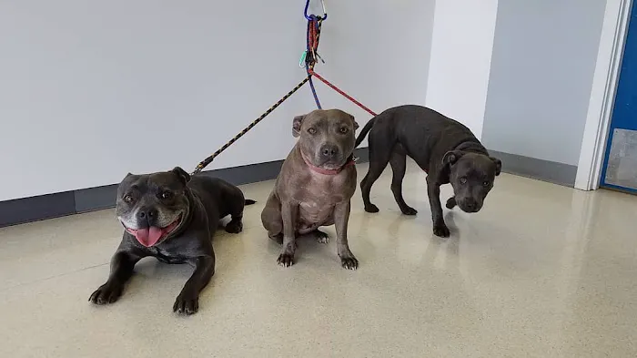 Renton Highlands Pet Clinic Picture 3