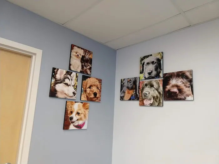 Cedar River Animal Hospital Picture 5