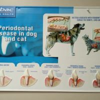 Burien Veterinary Hospital: Whitty Erin DVM ico
