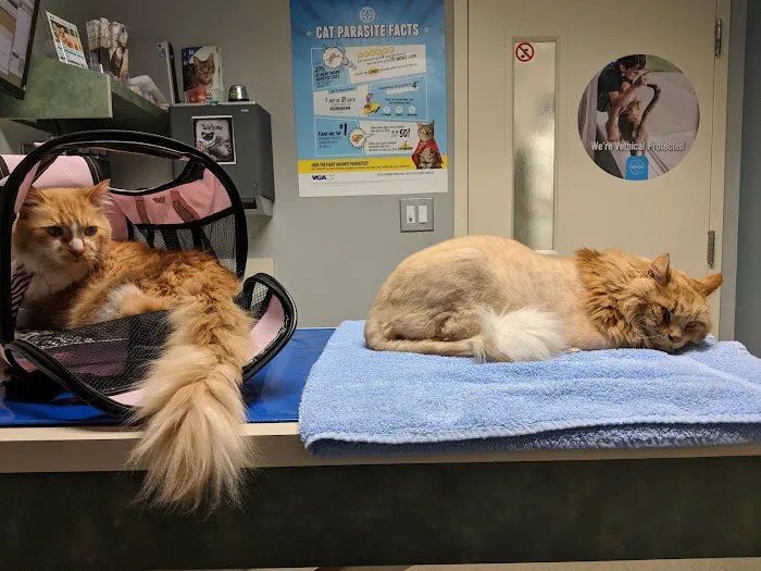 VCA Five Corners Animal Hospital Picture 3