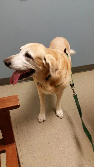 VCA Five Corners Animal Hospital Picture 8