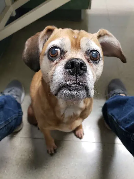 VCA Five Corners Animal Hospital Picture 10