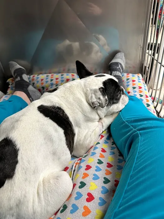 Normandy Animal Hospital Picture 2