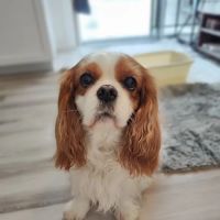 Normandy Animal Hospital ico