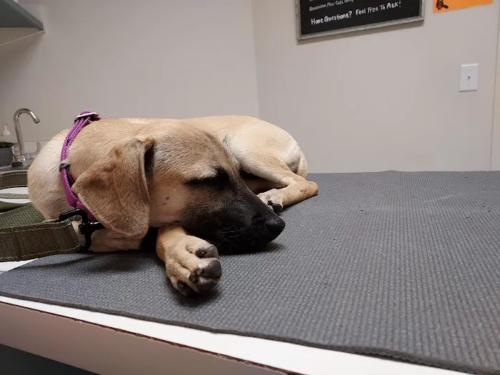 Normandy Animal Hospital Picture 6