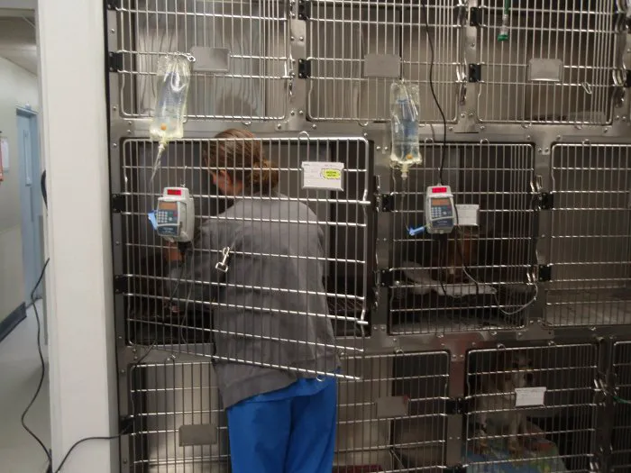 VCA Rossmoor-El Dorado Animal Hospital Picture 8