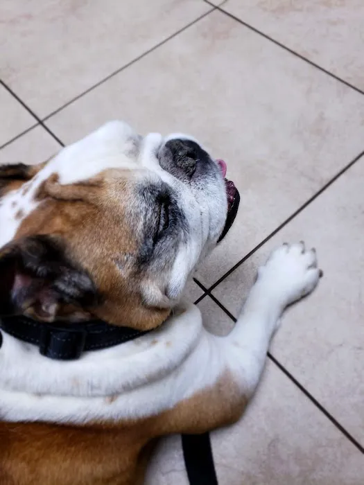 VCA Rossmoor-El Dorado Animal Hospital Picture 9