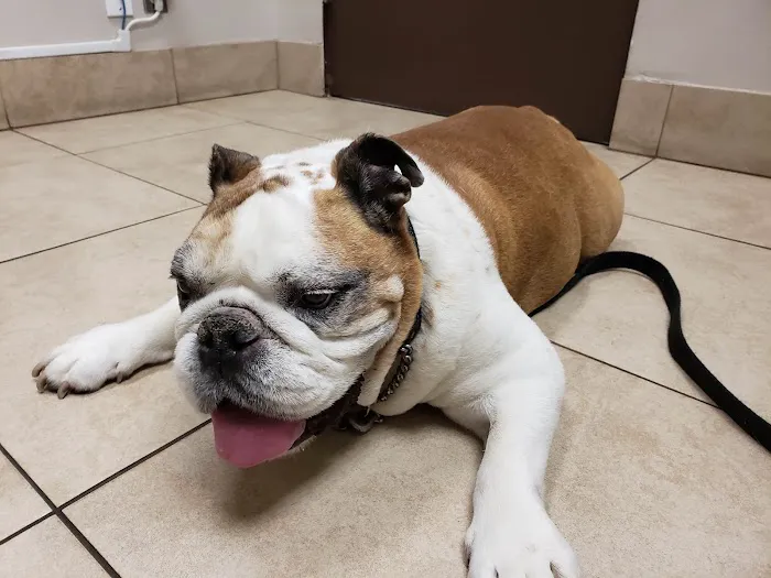 VCA Rossmoor-El Dorado Animal Hospital Picture 10