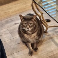 Gentle Care Pet Clinic ico