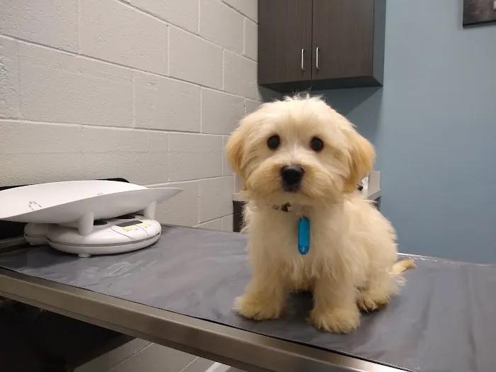 Ciel Animal Hospital Picture 6