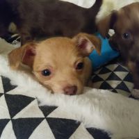 Affordable Animal Hospital: Compton ico