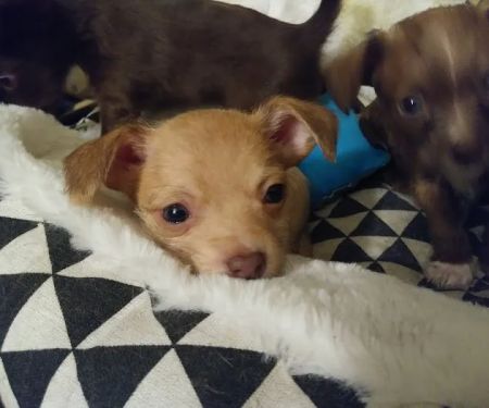 Affordable Animal Hospital: Compton