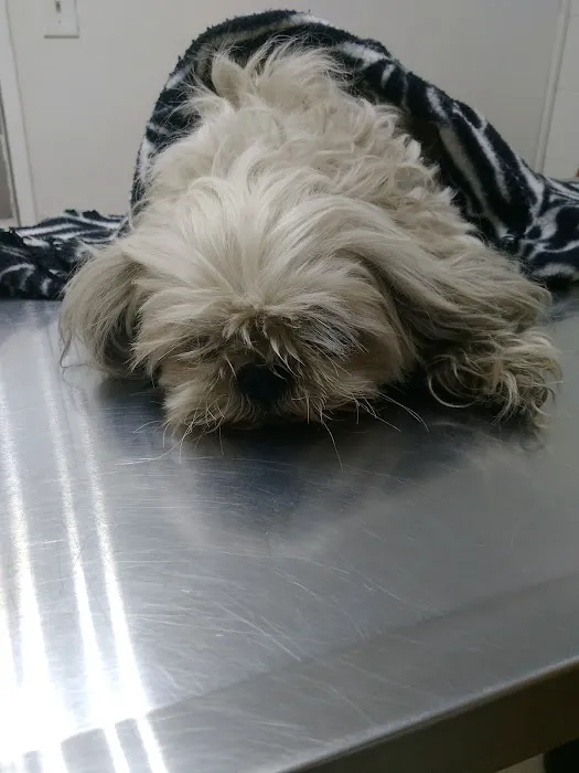 Affordable Animal Hospital: Compton Picture 3