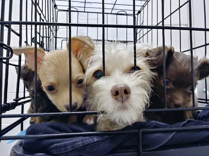 Affordable Animal Hospital: Compton Picture 6