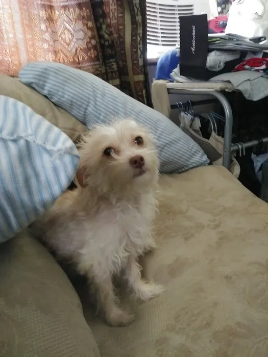 Affordable Animal Hospital: Compton Picture 4