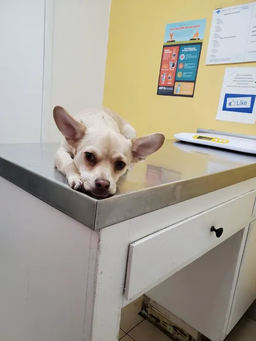 Affordable Animal Hospital: Compton Picture 8