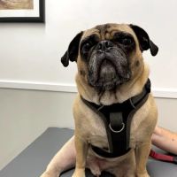 Little Cottonwood Animal Hospital ico