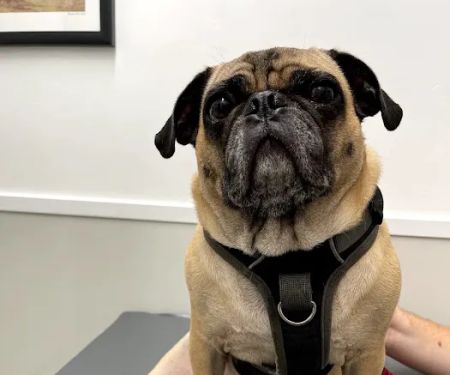 Little Cottonwood Animal Hospital
