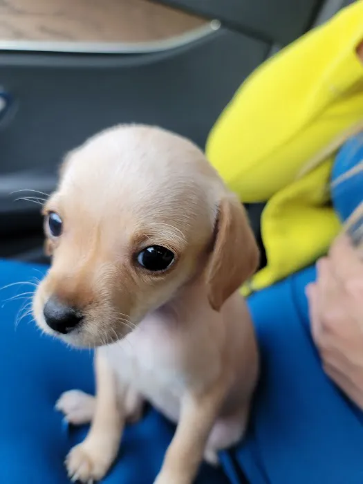 Little Cottonwood Animal Hospital Picture 4