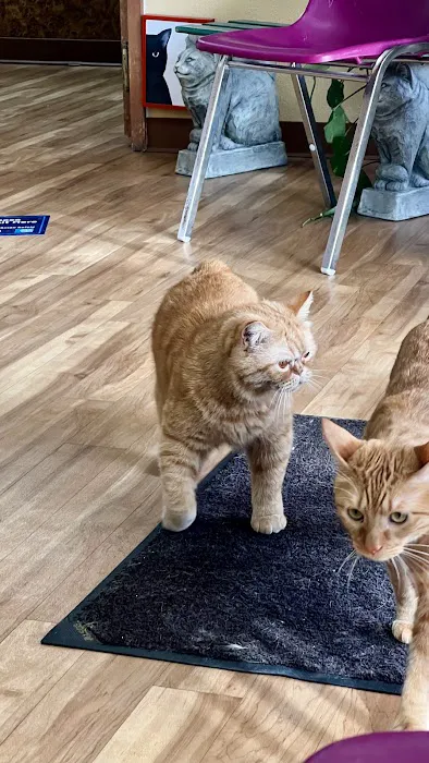 All Cats Veterinary Clinic Picture 3