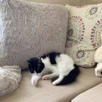 All Cats Veterinary Clinic ico