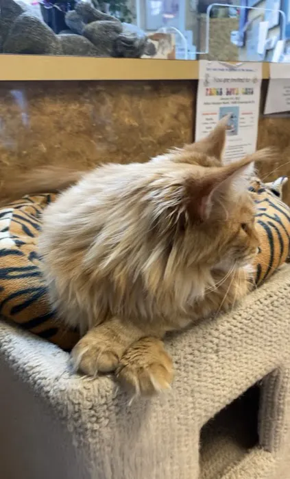 All Cats Veterinary Clinic Picture 10
