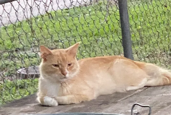 All Cats Veterinary Clinic Picture 8