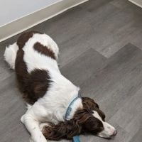 Southwest Animal Clinic ico
