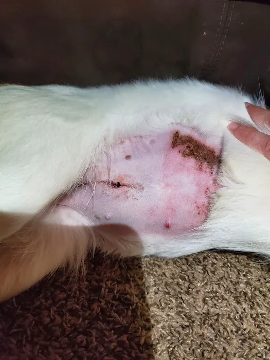 Southwest Animal Clinic Picture 5