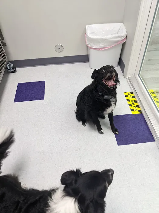 Uptown Veterinary Hospital- Dr. Tahl P. Rozycki Picture 1
