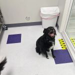 Uptown Veterinary Hospital- Dr. Tahl P. Rozycki