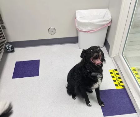 Uptown Veterinary Hospital- Dr. Tahl P. Rozycki