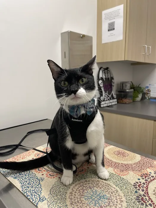Thrive Pet Healthcare - Fountainview Picture 5