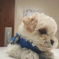 Village Veterinary Clinic ico