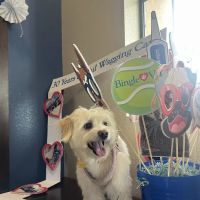 Bingle Veterinary Clinic ico