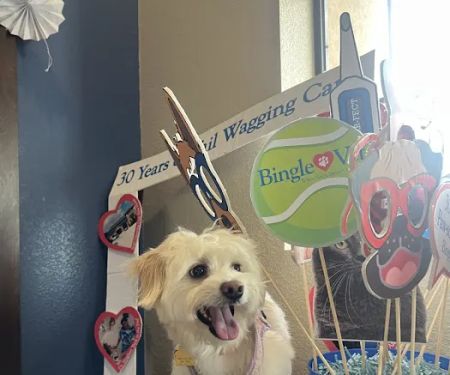 Bingle Veterinary Clinic