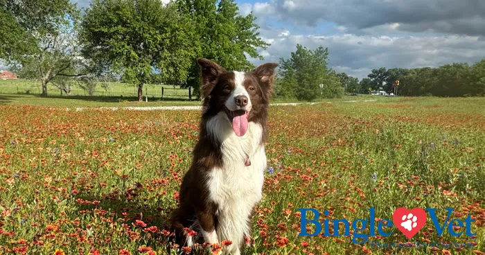 Bingle Veterinary Clinic Picture 7