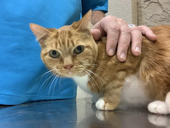 Bingle Veterinary Clinic Picture 5
