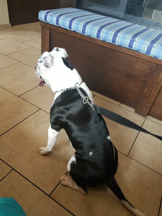 Bingle Veterinary Clinic Picture 9