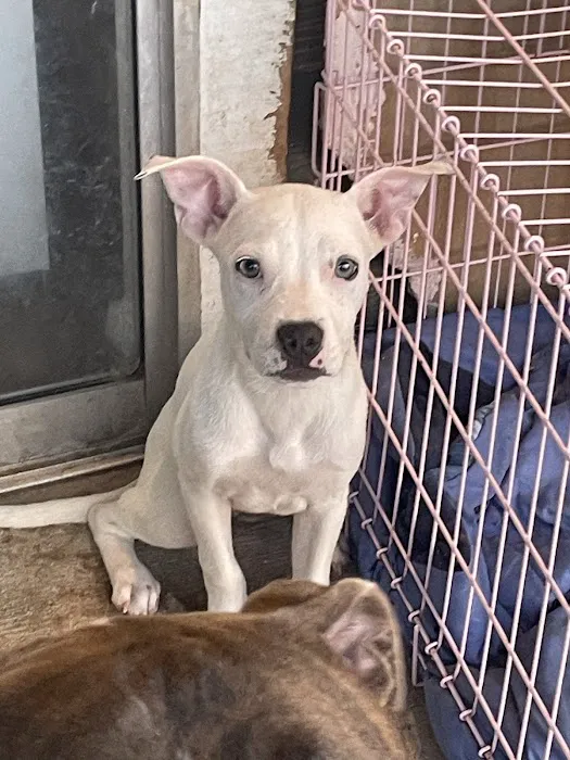 Petcare Express Picture 3