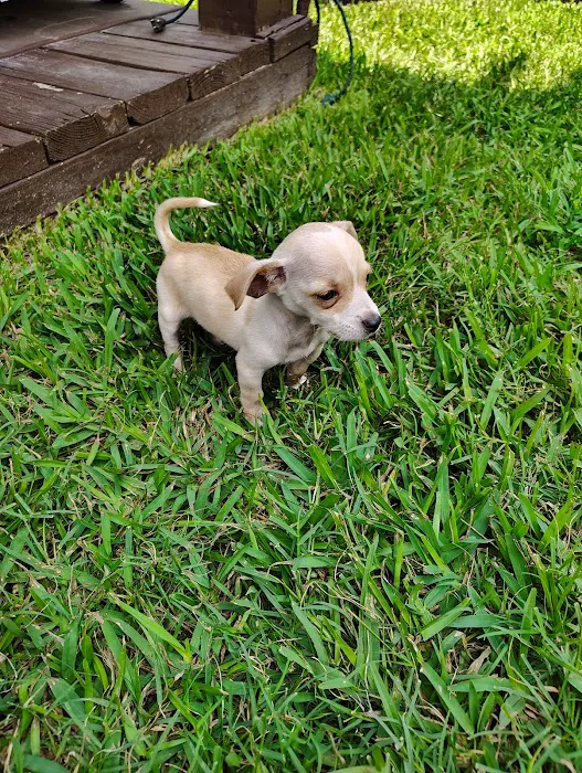 Petcare Express Picture 4