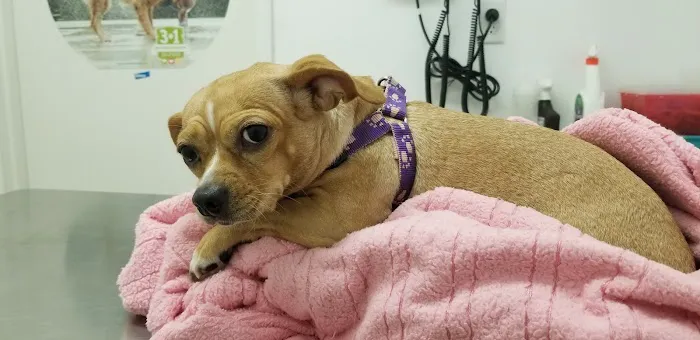 Petcare Express Picture 9