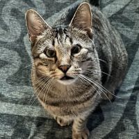 Gulf Coast Animal Eye Clinic ico