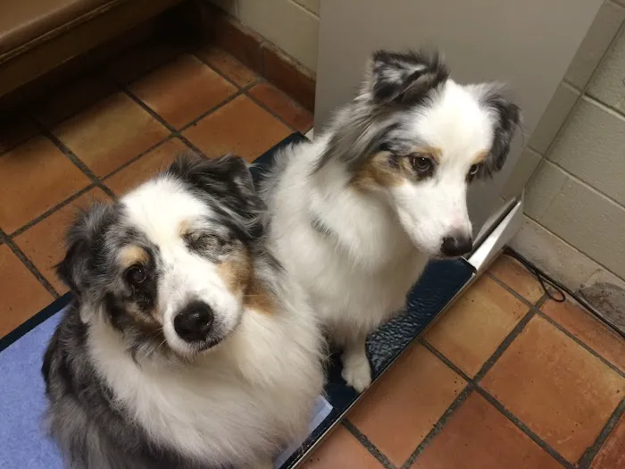 Gulf Coast Animal Eye Clinic Picture 2
