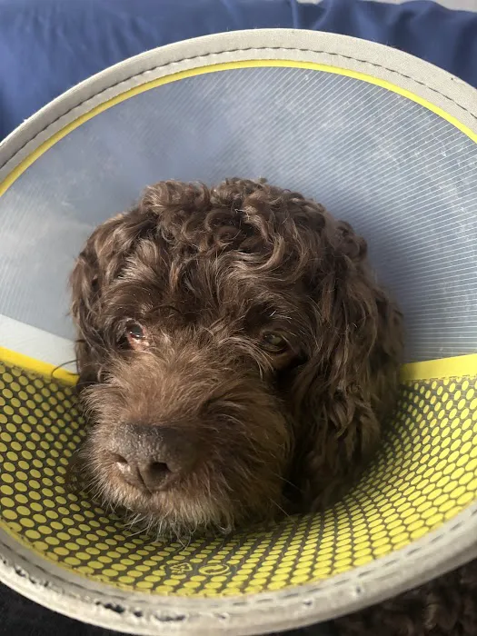 Gulf Coast Animal Eye Clinic Picture 3