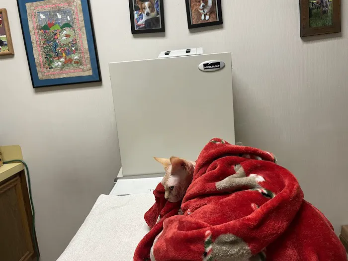 Gulf Coast Animal Eye Clinic Picture 10