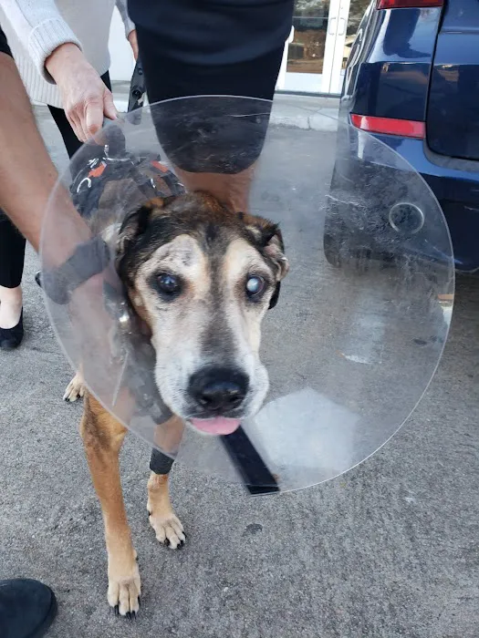 Gulf Coast Animal Eye Clinic Picture 9